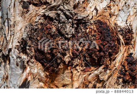 eucalyptus tree trunk with detail for loose bark eucalyptus tree trunk with detail for loose bark 88844013