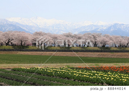 富山県 あさひ舟川 春の四重奏 富山県 あさひ舟川 春の四重奏 88844014