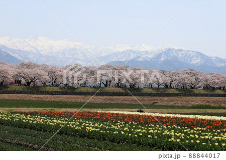 富山県 あさひ舟川 春の四重奏 富山県 あさひ舟川 春の四重奏 88844017