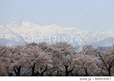 富山県　あさひ舟川　春の四重奏 88844067