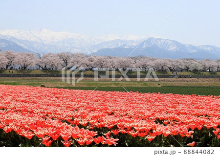 富山県 あさひ舟川 春の四重奏 富山県 あさひ舟川 春の四重奏 88844082
