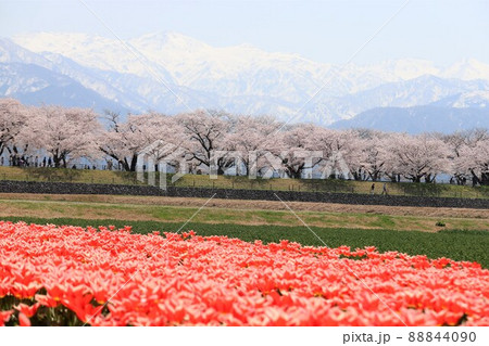 富山県 あさひ舟川 春の四重奏 富山県 あさひ舟川 春の四重奏 88844090