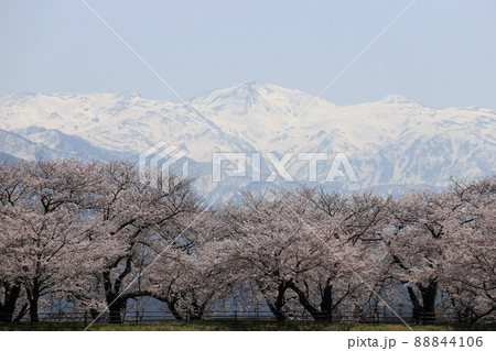 富山県　あさひ舟川　春の四重奏 88844106