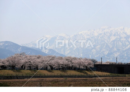 富山県 あさひ舟川 春の四重奏 富山県 あさひ舟川 春の四重奏 88844108