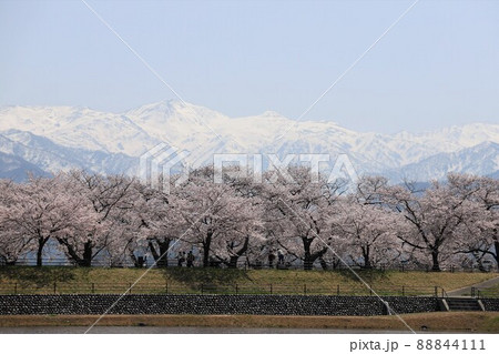 富山県 あさひ舟川 春の四重奏 富山県 あさひ舟川 春の四重奏 88844111