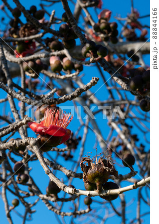 Beautiful red flowers on the tree. Blooms the Bombax Ceiba or Cotton Tree on the Dead Sea 88844166