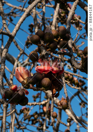 Beautiful red flowers on the tree. Blooms the Bombax Ceiba or Cotton Tree on the Dead Sea 88844167