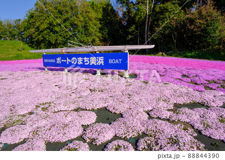 ボートのまち美浜の看板と芝桜 88844390