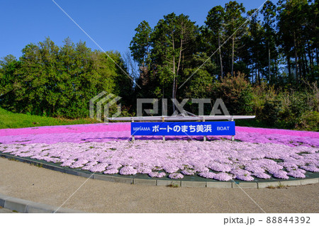 ボートのまち美浜の看板と芝桜 88844392