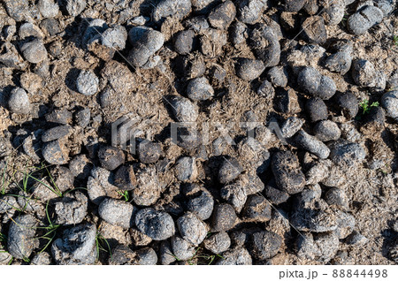Big Horn Sheep pellets in Nevada's Valley of Fire State Park 88844498
