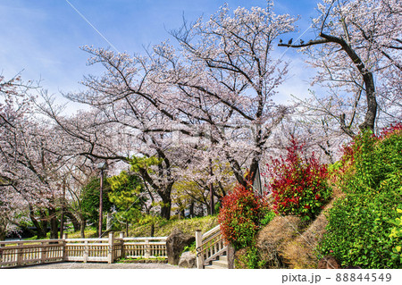 東京都　飛鳥山公園　満開の桜 88844549