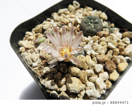 アルベルトボイチェフィー 88844971