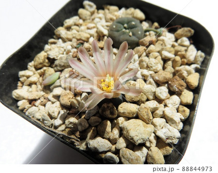 アルベルトボイチェフィー 88844973