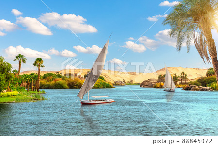 Traditional view of Aswan, the sailboats in the Nile behind the palm, Egypt, Africa Traditional view of Aswan, the sailboats in the Nile behind the palm, Egypt, Africa 88845072