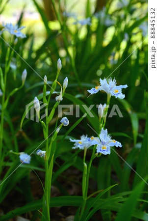 シャガの花 シャガの花 88845132