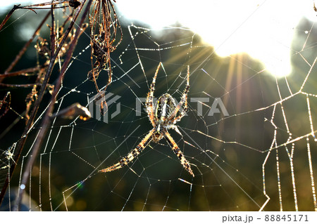 The wasp spider sits on a web under the rays of the sun. 88845171