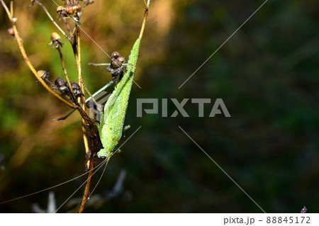 A large green grasshopper sits on a stalk of grass. 88845172