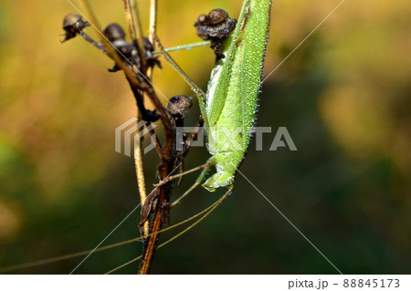 Close-up of a large green grasshopper. 88845173