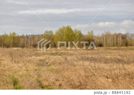 Field with yellow grass and trees. Field with yellow grass and trees. 88845192