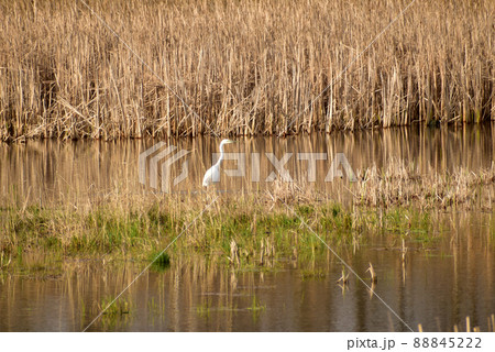 The white heron walks on the lake. 88845222