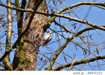 Great spotted woodpecker on a tree. Great spotted woodpecker on a tree. 88845223