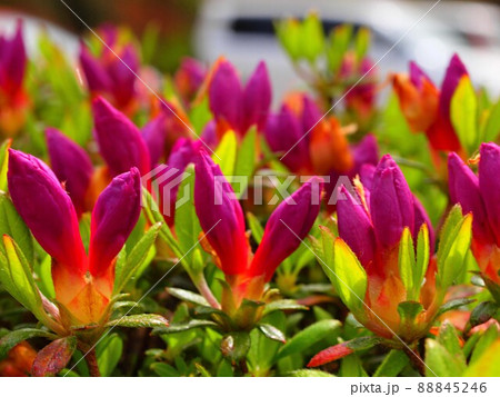 キリシマツツジの蕾の群生 88845246