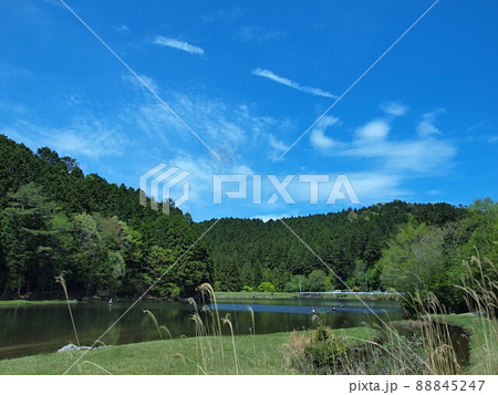 春の段戸裏谷の風景 88845247