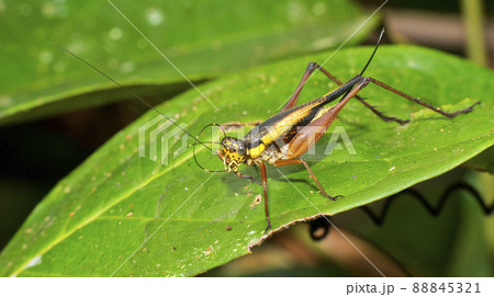 Grasshopper, Tanjung Puting National Park, Indonesia 88845321