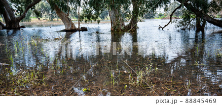 Eucalyptus trees in the water in the lake in a picturesque place. Reflection in the water of trees. 88845469