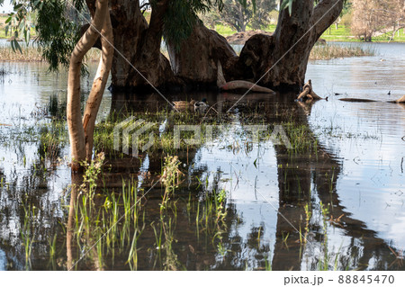 Eucalyptus trees in the water in the lake in a picturesque place. Reflection in the water of trees. Eucalyptus trees in the water in the lake in a picturesque place. Reflection in the water of trees. 88845470