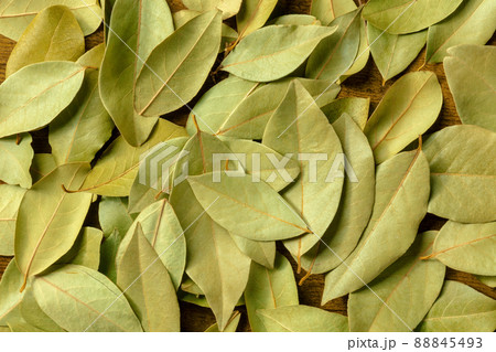Dry bay leaves texture. Laurel leaf background 88845493