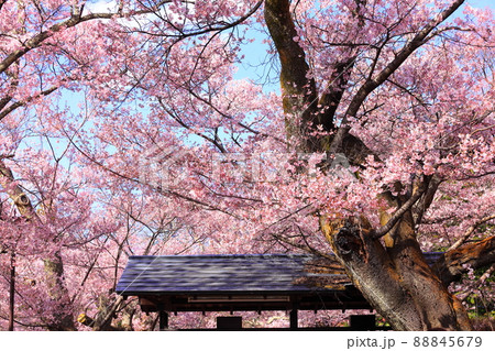 The first cherry blossom in the world, spring - Stock Photo
