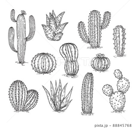 Hand Drawn Cactus Design Vector Download