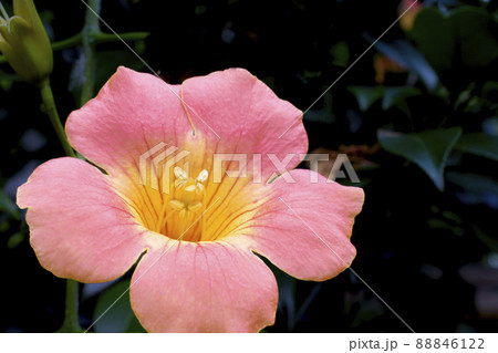 夏の花ノウゼンカズラ 88846122