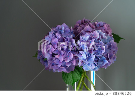アジサイ 梅雨 花瓶 アジサイ 梅雨 花瓶 88846526
