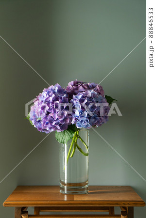 アジサイ 梅雨 花瓶 アジサイ 梅雨 花瓶 88846533
