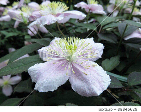 モンタナ 88846629