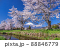 春爛漫の忍野から見る富士山 88846779