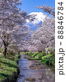 春爛漫の新名庄川から見る富士山 88846784