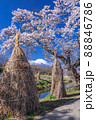 春爛漫の忍野から望む富士 88846786