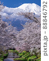満開の桜と富士 88846792