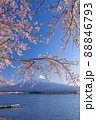 桜咲く河口湖畔から望む富士 88846793