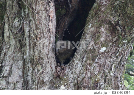 ニュージーランド_ルートバーン_野鳥08 ニュージーランド_ルートバーン_野鳥08 88846894