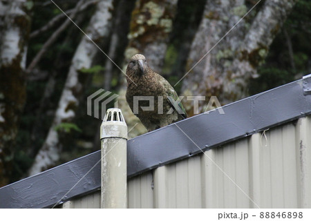 ニュージーランド_ルートバーン_野鳥12 ニュージーランド_ルートバーン_野鳥12 88846898