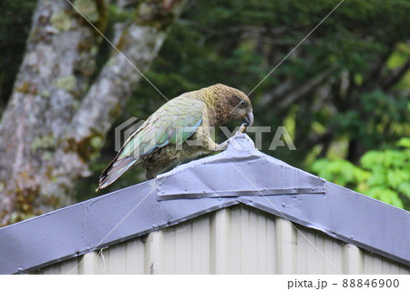 ニュージーランド_ルートバーン_野鳥14 ニュージーランド_ルートバーン_野鳥14 88846900