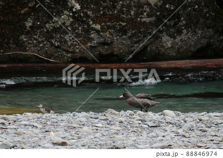 ニュージーランド_ルートバーン_野鳥54 ニュージーランド_ルートバーン_野鳥54 88846974