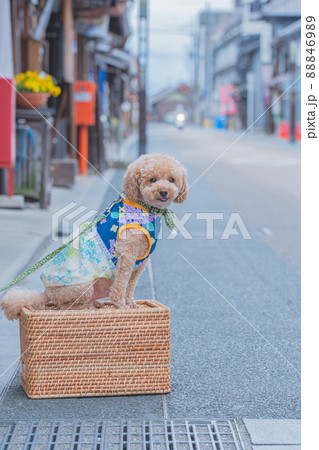犬山城城下町と犬 犬山城城下町と犬 88846989