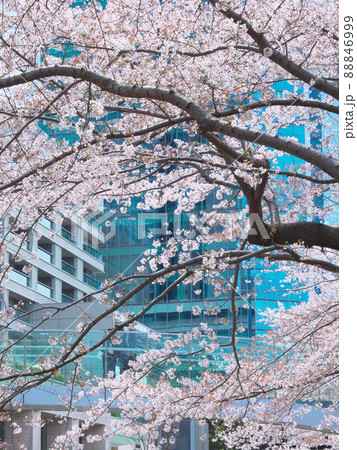 桜咲く六本木の春 88846999