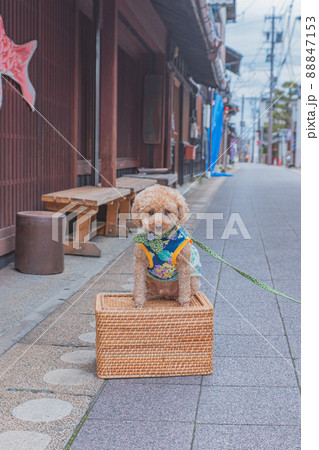 犬山城城下町と犬 犬山城城下町と犬 88847153