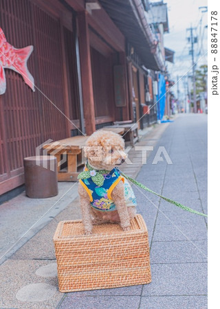 犬山城城下町と犬 犬山城城下町と犬 88847178